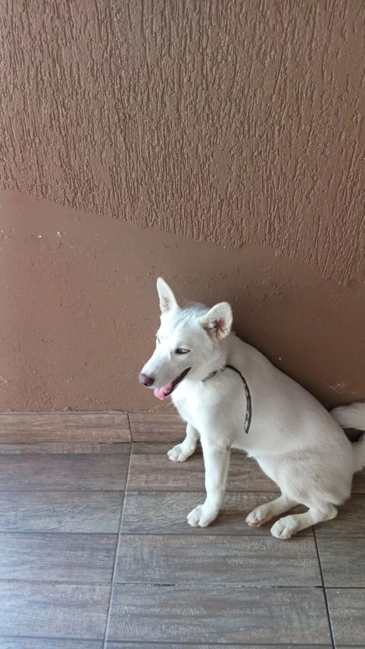 Animal
