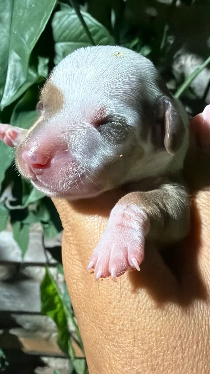 Cachorro Cofap - Foto 2