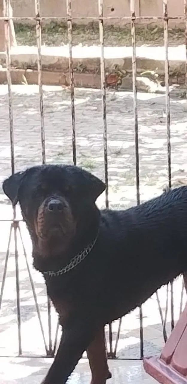 Rottweiller. Manso. Ainda puro cabeça. Touro barato 
