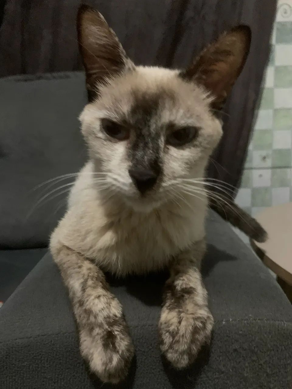 Gatinho - Foto 3