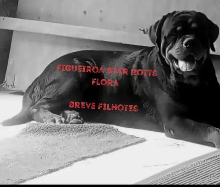 Filhotes de Rottweiler 