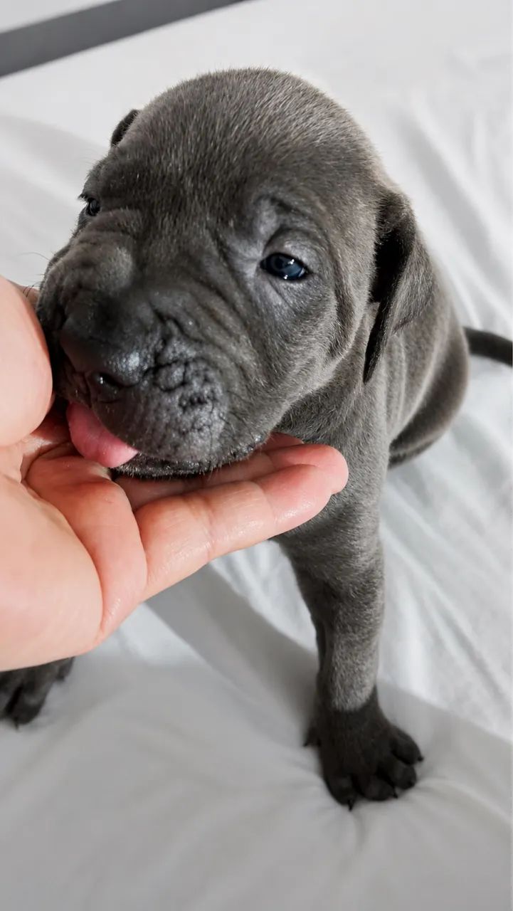 Cane Corso - Foto 3