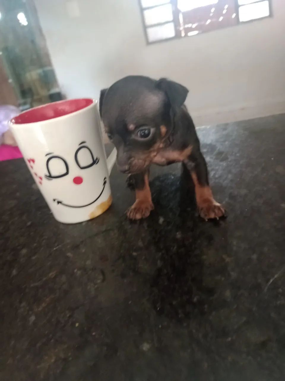 Pincher indos 00 acompanha garantia e kit filhote venha escolher o seu 