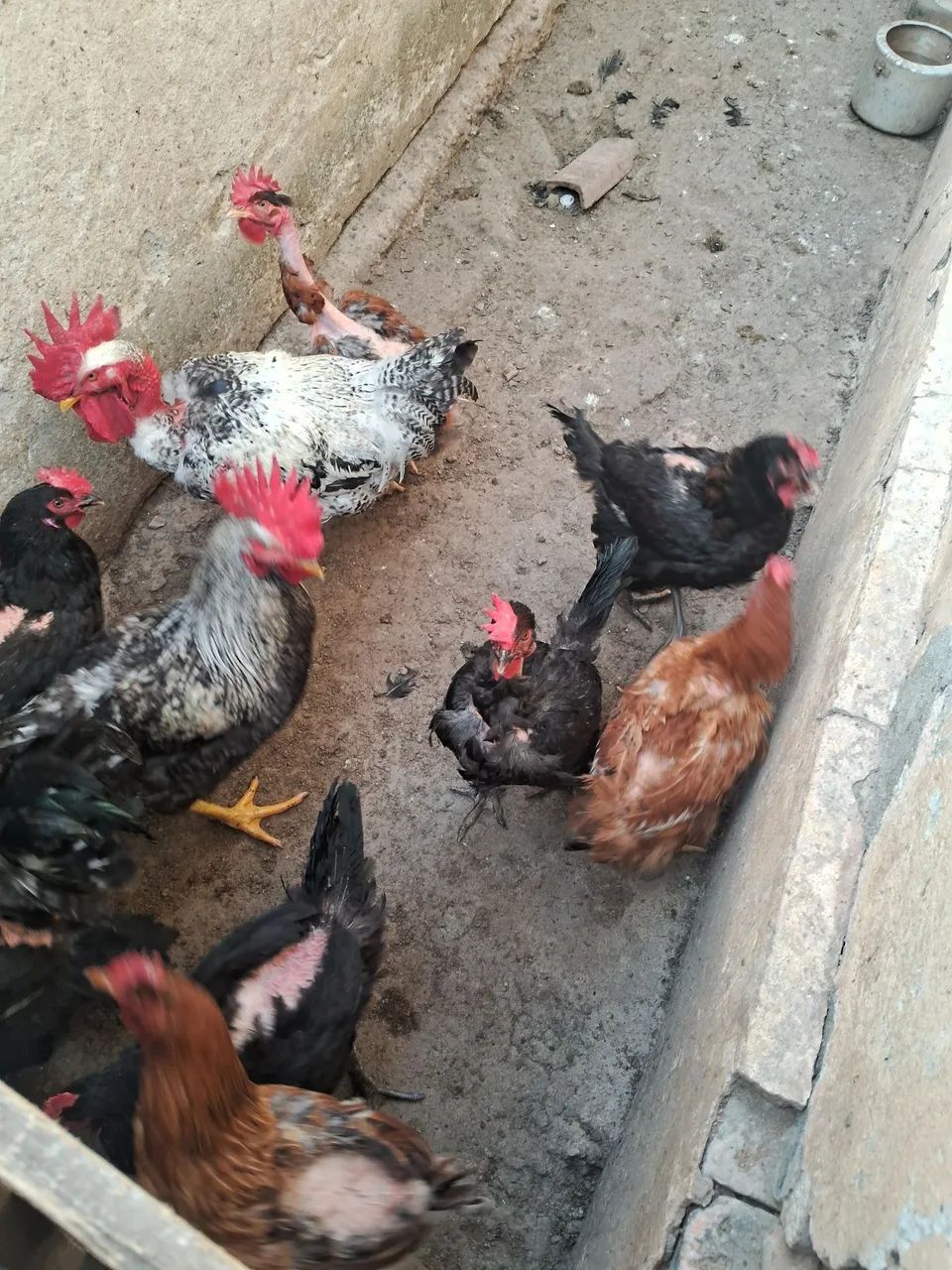 Galinhas e galos  - Foto 4