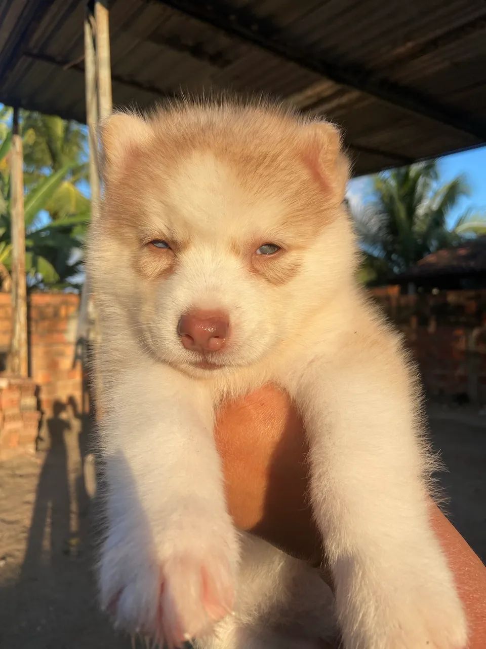 HUSKY SIBERIANO  - Foto 2