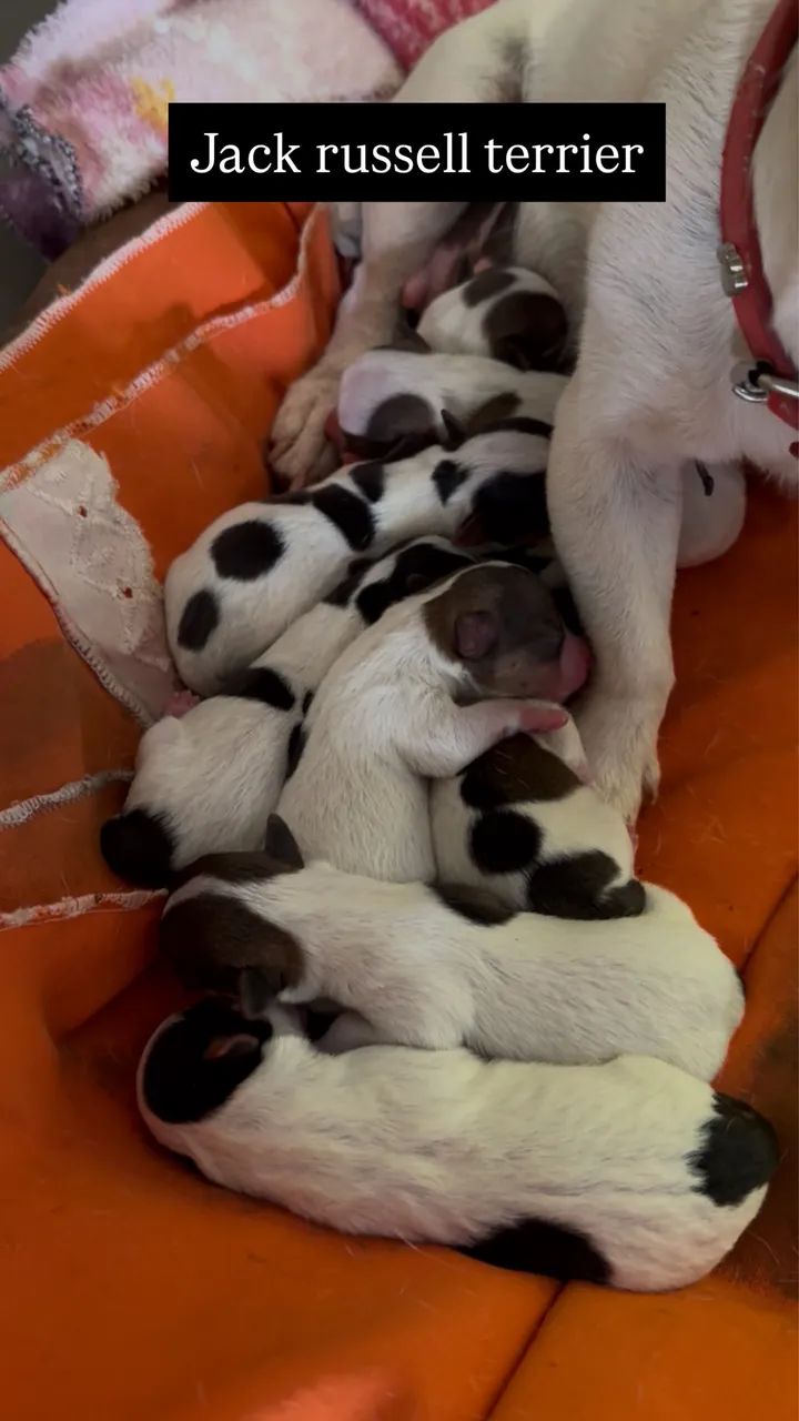 Jack russell terrier - Foto 3
