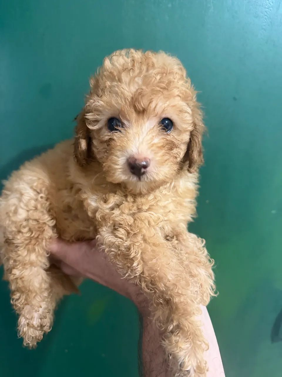 Poodle - machinho abricot