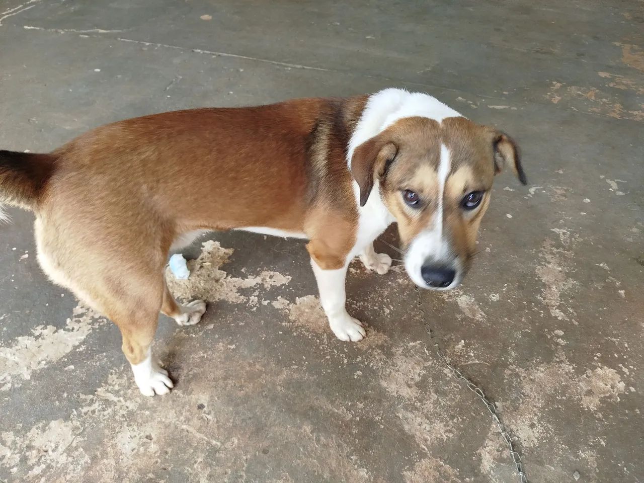 Doação de Cachorro  - Foto 3