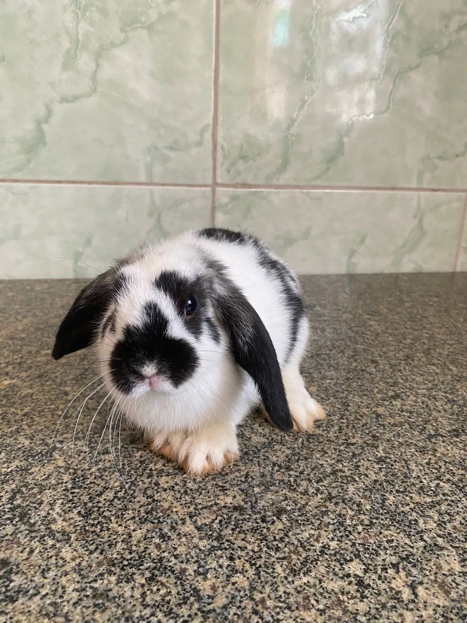 Filhote de Mini Coelho - Foto 3