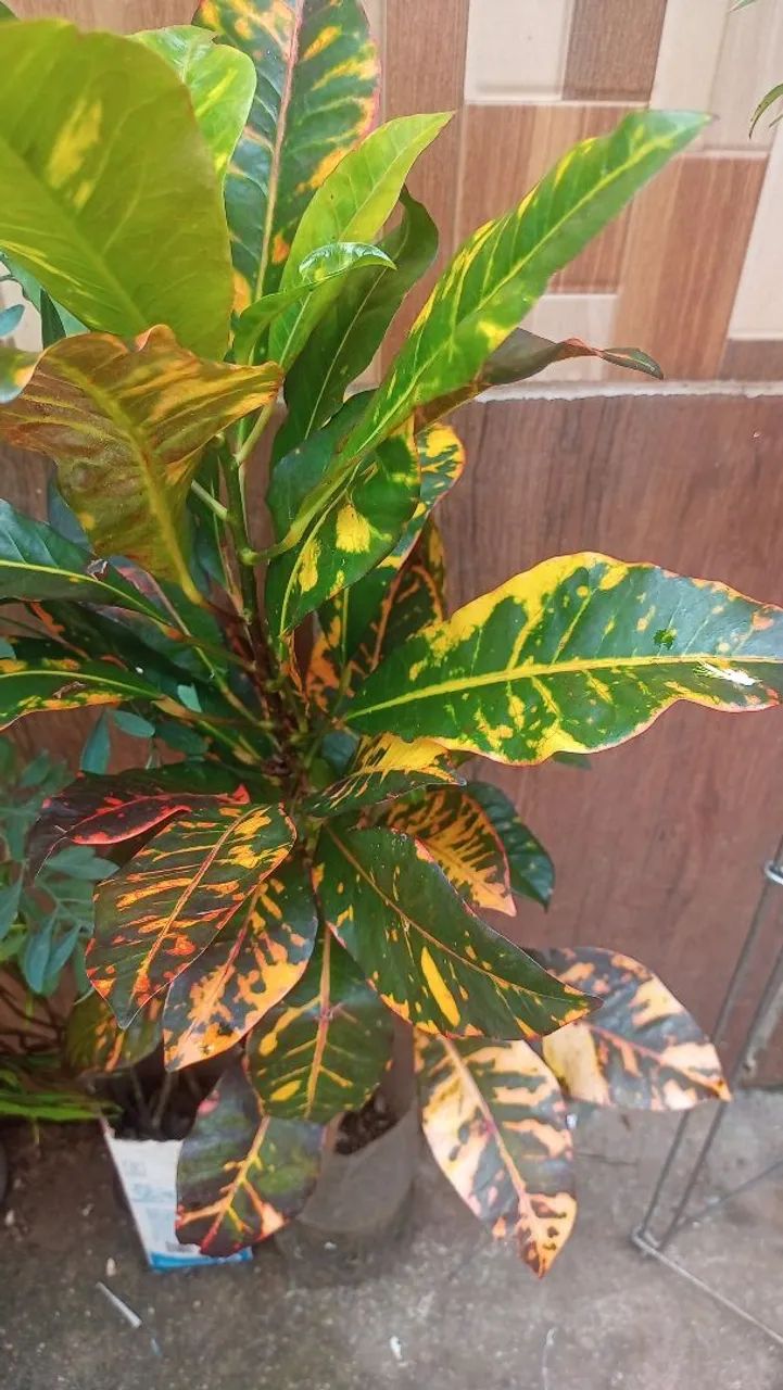Plantas mudas - Foto 2