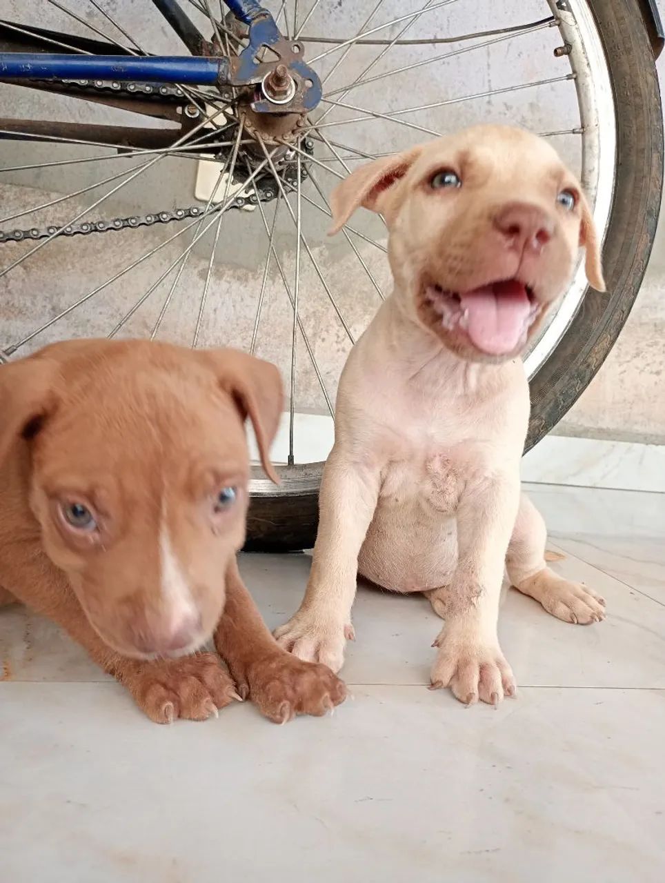 vende-se Pit Bull  - Foto 4