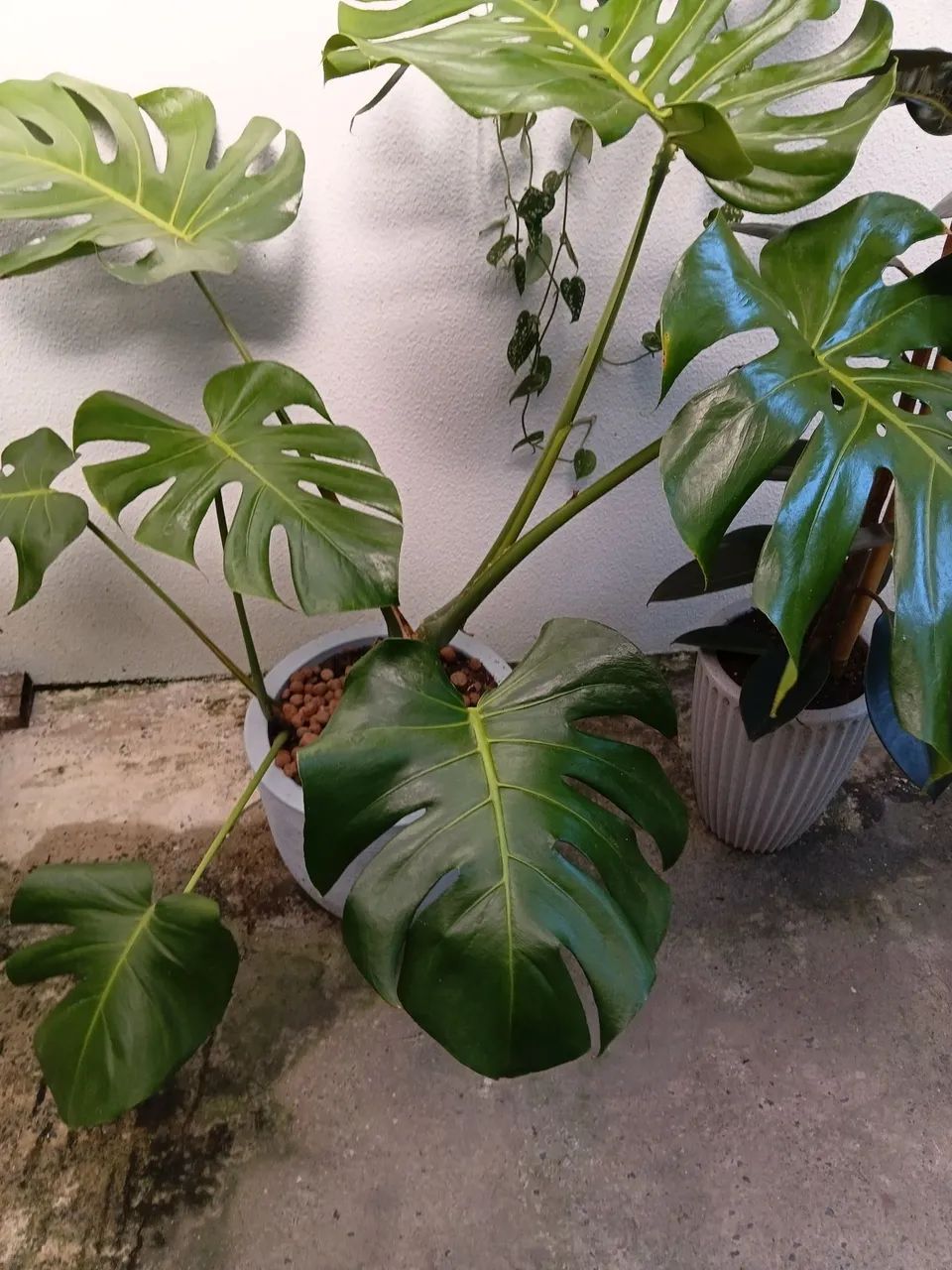 Natural  - Foto 2