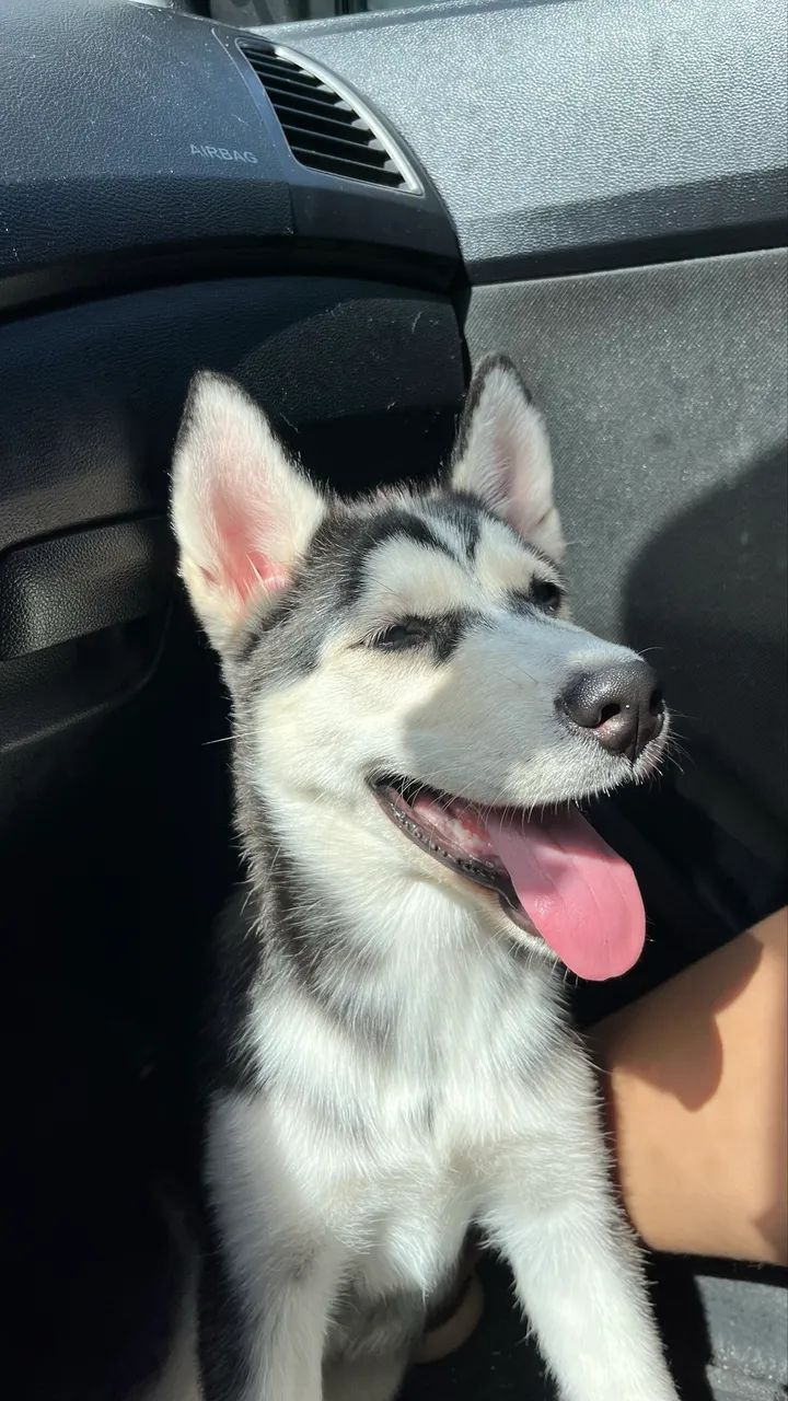Huskey siberiano  - Foto 2