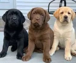 labrador Amigo fiel