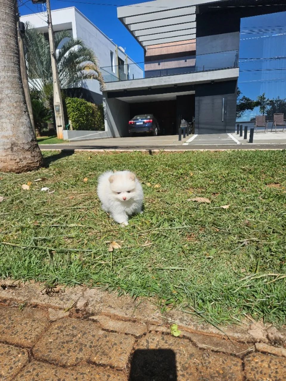 Spitz Alemão  - Foto 3