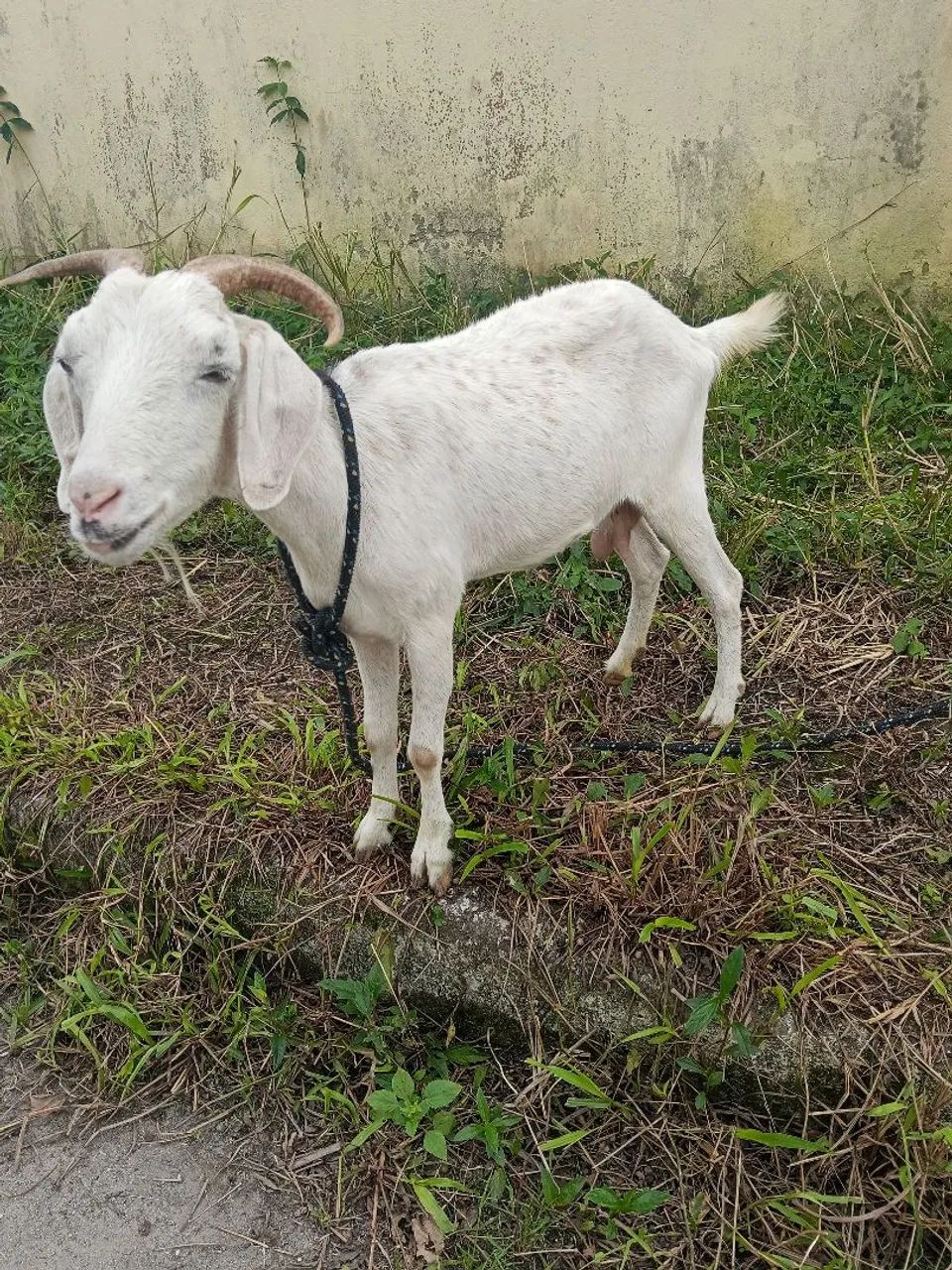 Cabras  - Foto 2