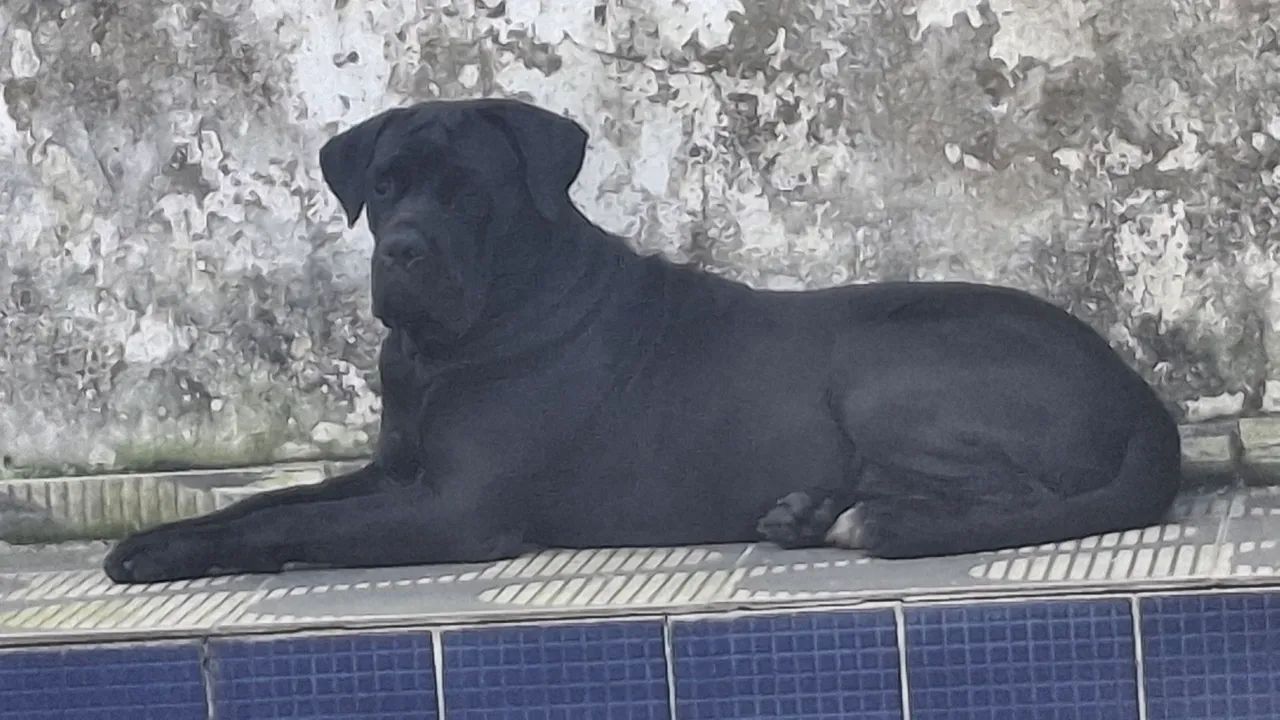 Cane corso - Foto 5