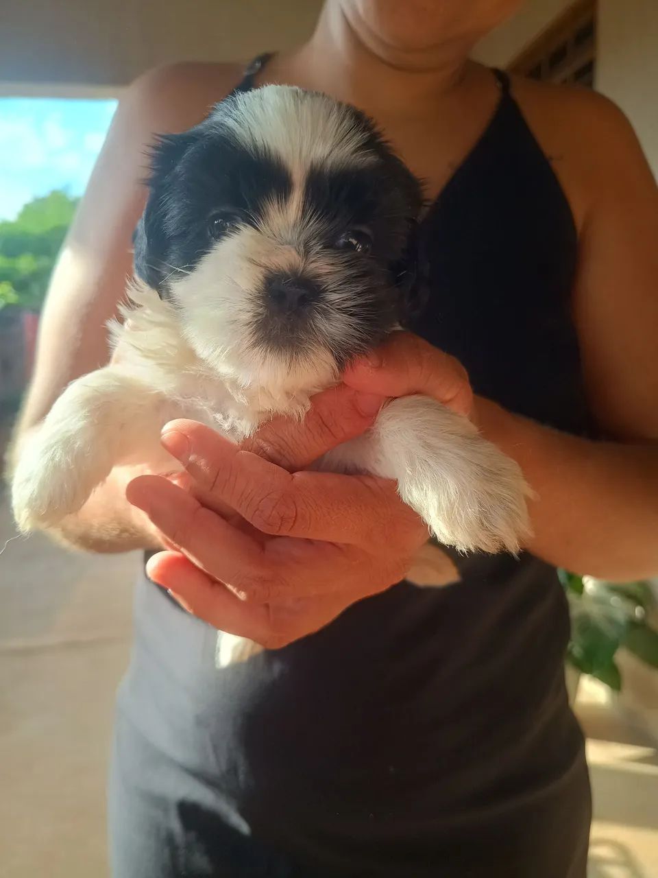 Cachorro Shitzu macho  - Foto 2