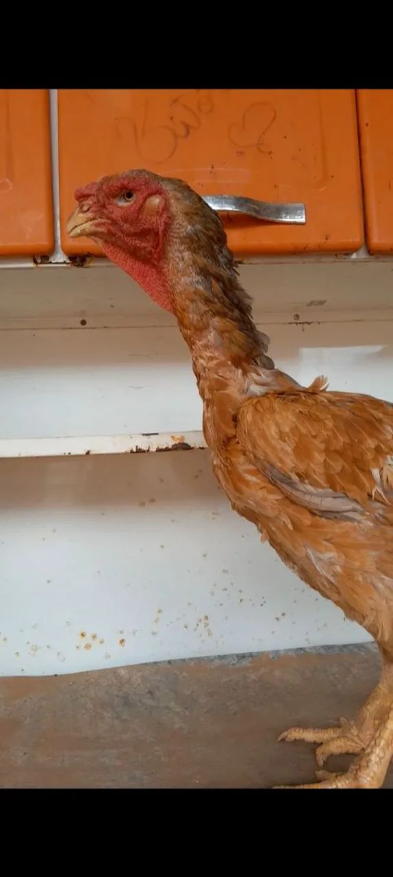 Vendo ou troco índio gigante  - Foto 3