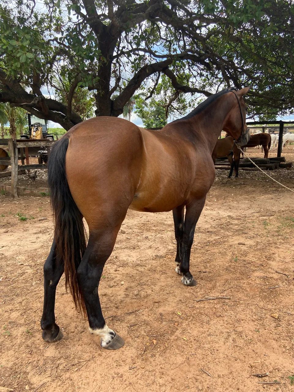 Cavalo à venda