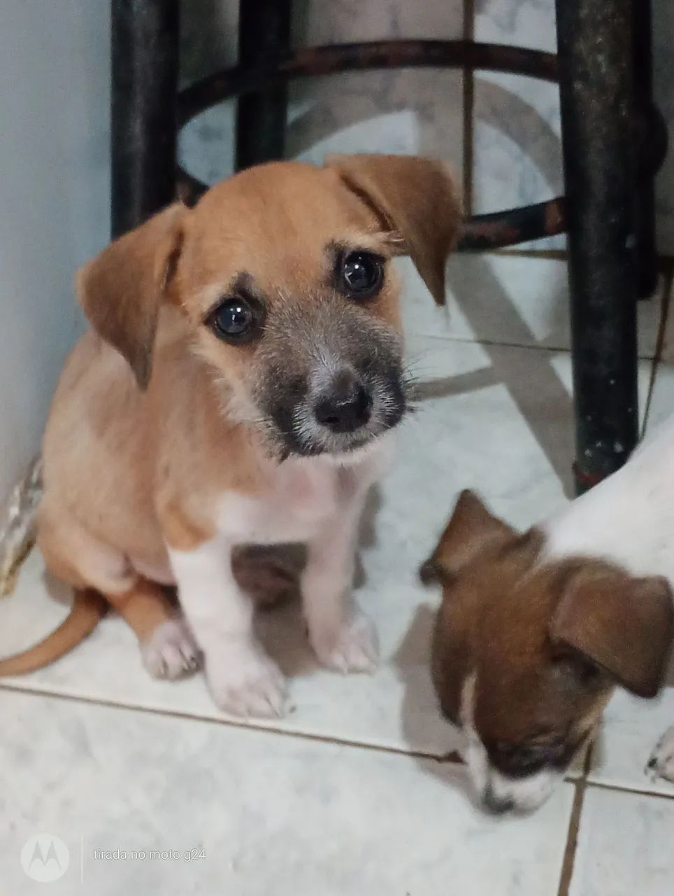 Adoção: - Foto 2