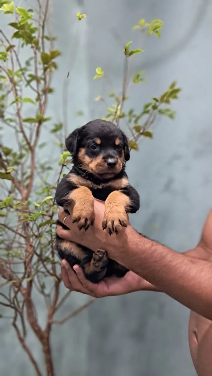 Rottweiler Gigantes - Foto 3