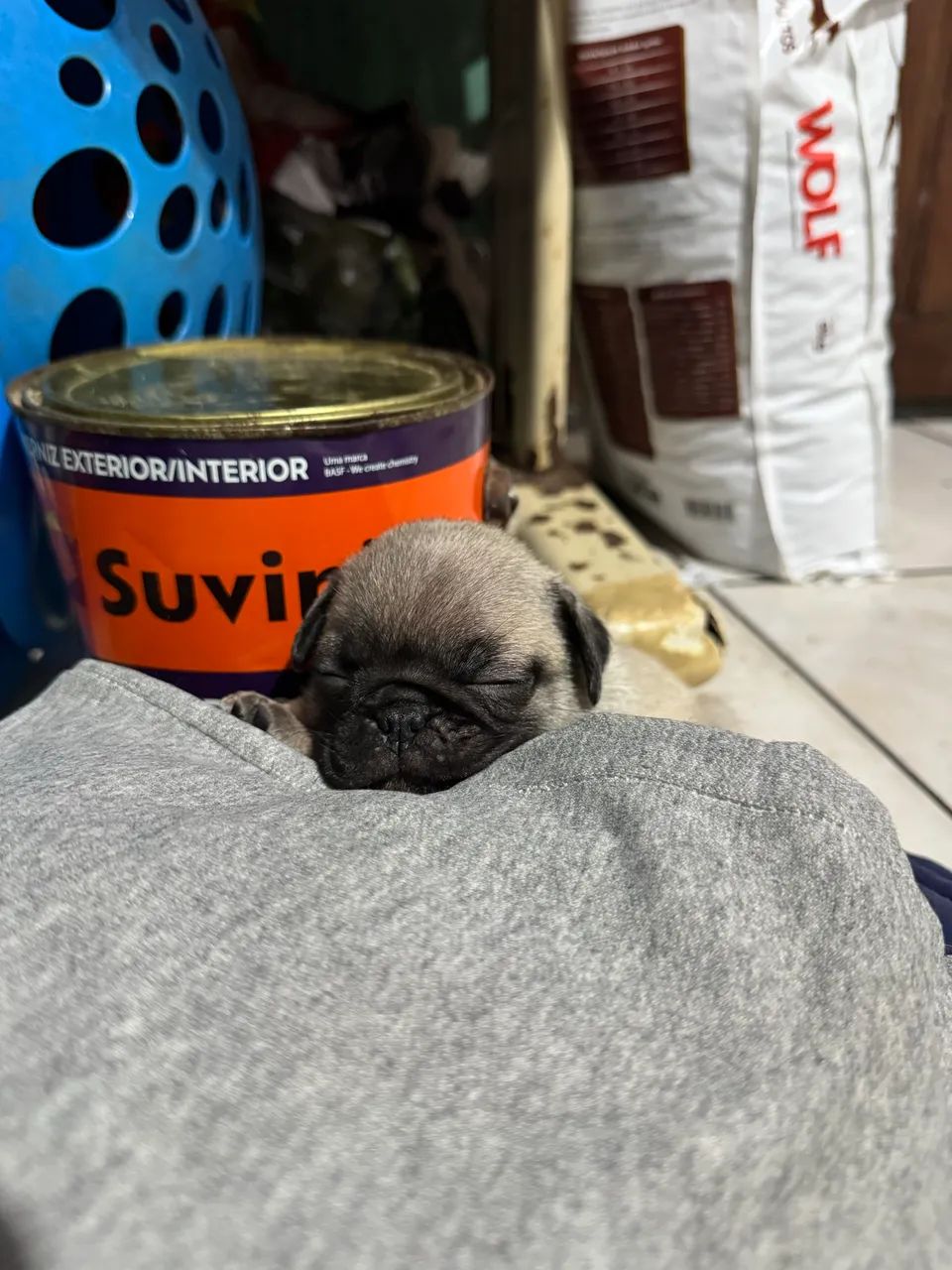 CACHORRO DA RAÇA PUG MACHO - Foto 2