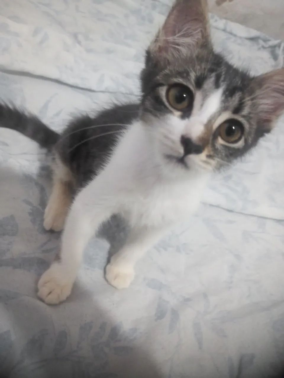 Gata para adoção!!