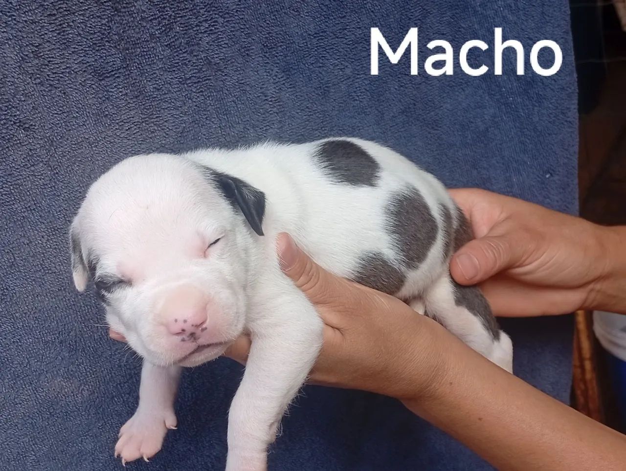 American bully Com Pitbull - Foto 5