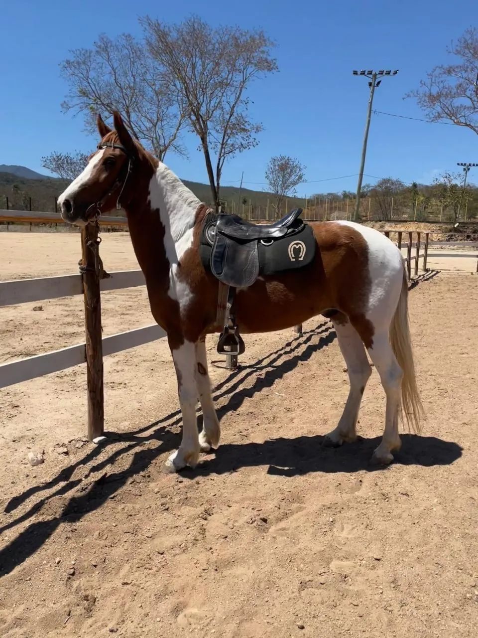 Cavalo macha batida  - Foto 2