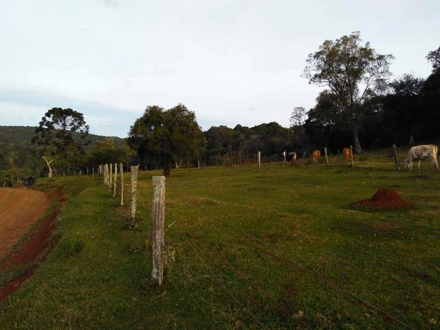 Fazenda de 93 Alqueires .Guabiroba - Guarapuava PR .R$ 30 mil por Alqueire - Foto 7