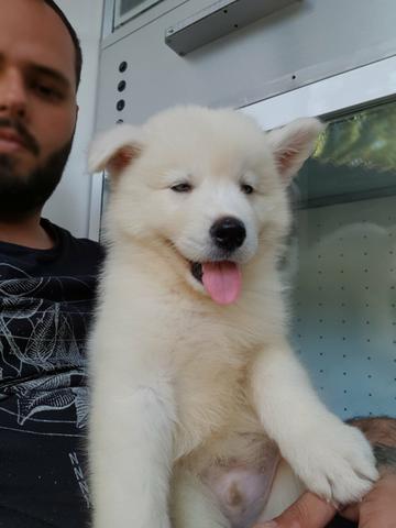 Husk siberiano machos e fêmeas