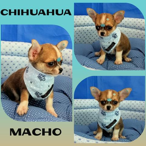 Lindo Filhote de Chihuahua Machinho + Microchipe + Garantia + Parcelado 12X a
