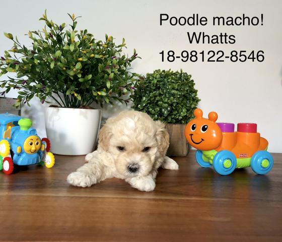 Micro Shih Tzu lindos - Foto 3