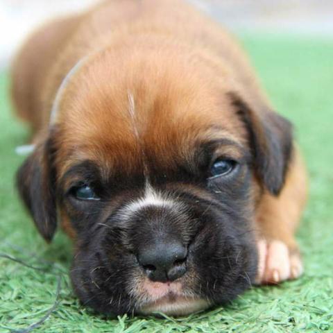 Filhote boxer