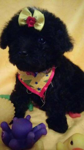 Poodle 00 micro toy - Foto 2