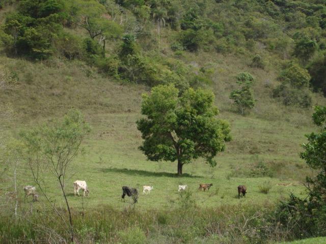 Fazenda - Foto 15