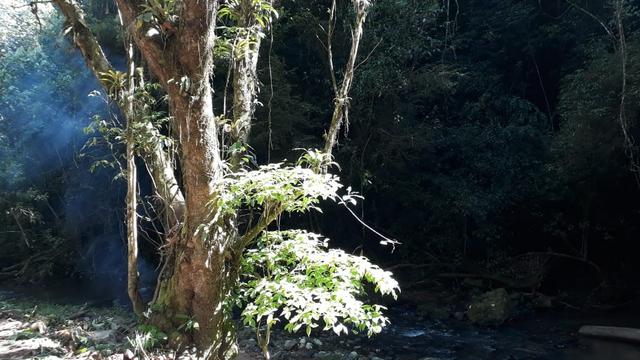 Terreno/Cachoeira - Foto 4