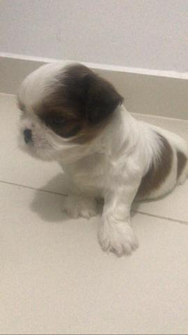 Vende se Filhotes de Shih Tzu - Foto 2