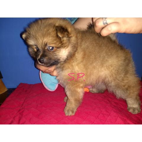 Fêmea lulu da Pomerânia/spitz alemão anão pronta entrega em 10xs/juros