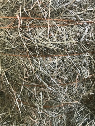 Vendo Feno de Tifton 85 - Feno Classe A - Foto 6