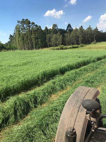 Vendo Feno de Tifton 85 - Feno Classe A - Foto 3