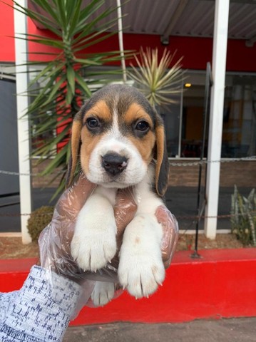 Beagle - excelente cão para a família, o beagle é carinhoso e brincalhão 