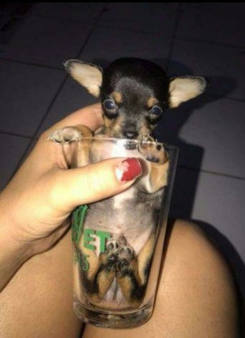 Esse é zerinho pra levar na bolsa confira
