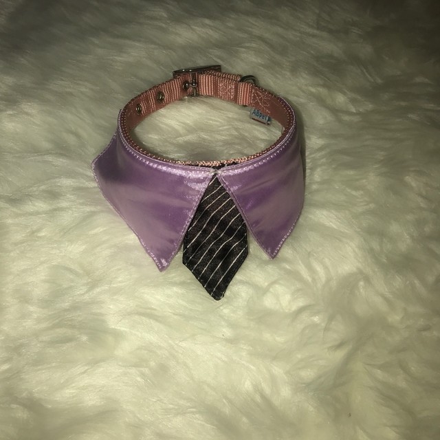 Coleira com colarinho e gravata