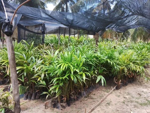 Mudas de açaí  - Foto 3