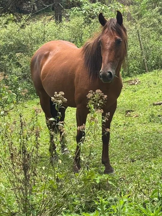 Cavalos curvos - Foto 6