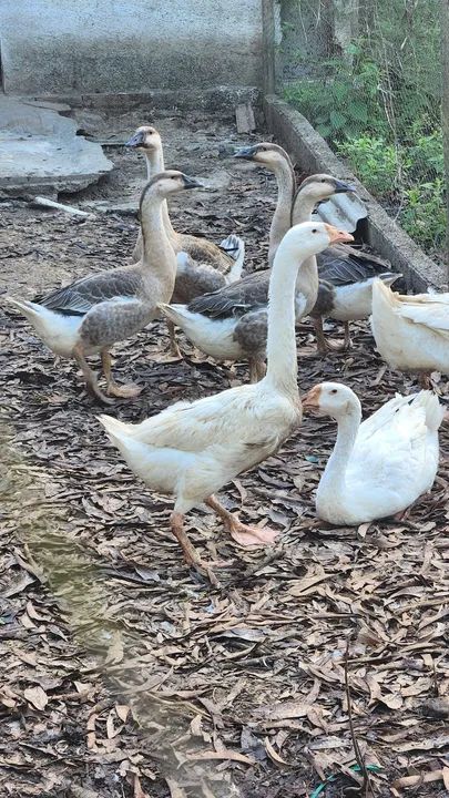 Ganso Africano puro  - Foto 3