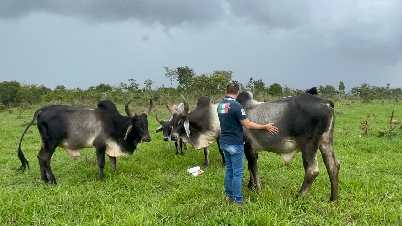Touros Guzerá Puros  - Foto 4