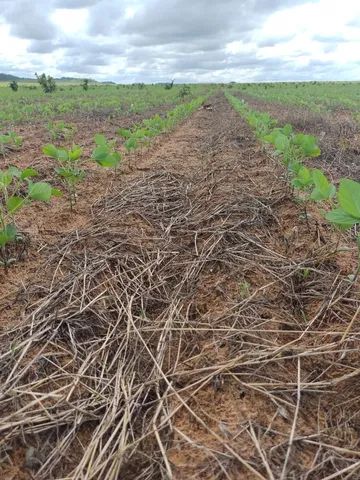 Fazenda em Goiatins-TO. Lavoura. - Foto 5